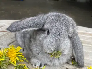 FRANSK VÆDDER HAN CHINCHILLA