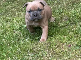New english bulldog