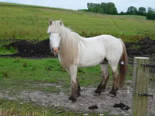 Kat. 2 pony, Irish Cob vallak, 11 år, stg. 137 cm