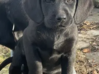 Labrador / Cokkerspaniel blanding