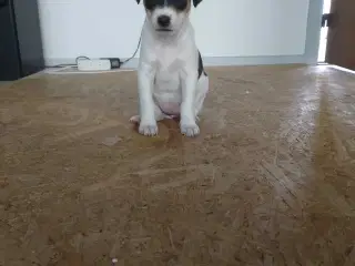 Hvalpe, Dansk Svensk gårhund 