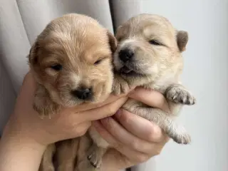 Hundehvalpe - Chow Chow bla.