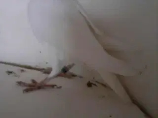 Brevdueunge med DFK ring og stamtavle