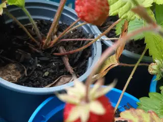 Skovjordbær 
