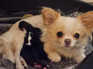 Chihuahua begge forældre langhåret