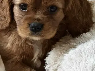 Cavalier king charles hvalpe