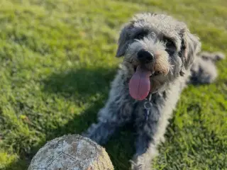 Kærlige Hugo søger nyt og roligt hjem