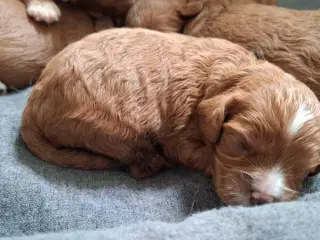 Smukke cavapoo 