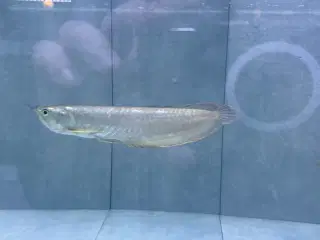 Silver Arowana 