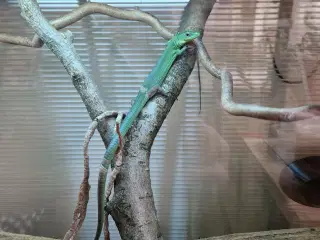  Et par Gastropholis Prasina