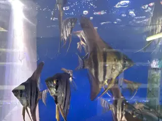 Scalare
