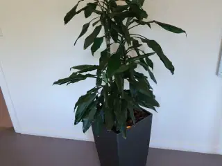 Plante i krukke