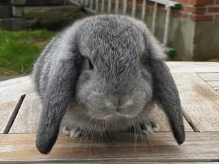 FRANSK VÆDDER HAN CHINCHILLA