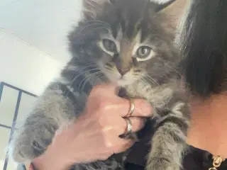 2 søde killinger søger familie! 🐾🐾🐾