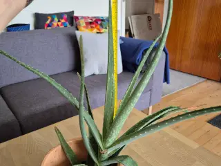 Aloevera med urtepotteskjuler