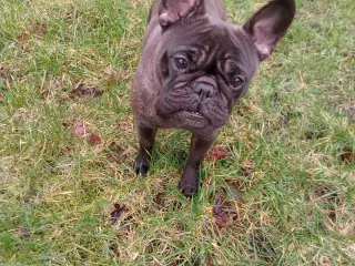 Ældre fransk bulldog