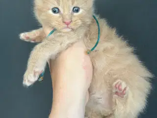 Lækker basse Maine coon 