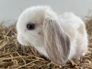 Minilop dreng med afkomsattest