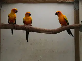 Solparakitter