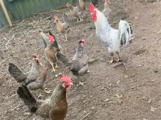 Varmefri kyllinger