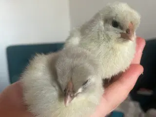 Daggamle kyllinger og rugeæg 