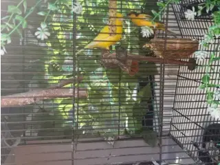 Kanariefugl til salg 🐦