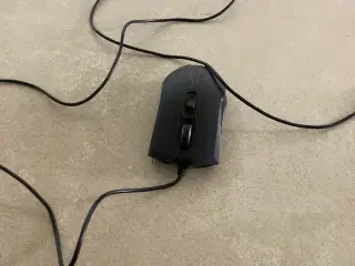 Mus