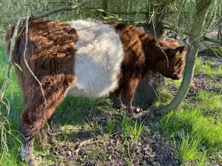 Galloway - drægtig kvie, drægtig ko + avlstyr