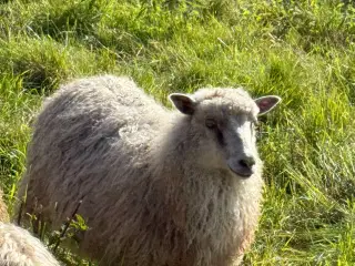 Spelsauer