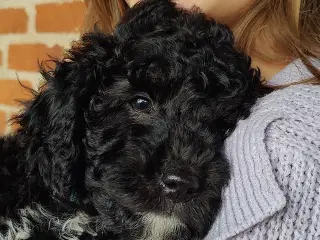 Billedskønne Goldendoodle 1b hvalpe