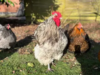 Orpington hane