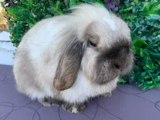 Lionlop hun🩷Windy  fra Ryomgård i Jylland 