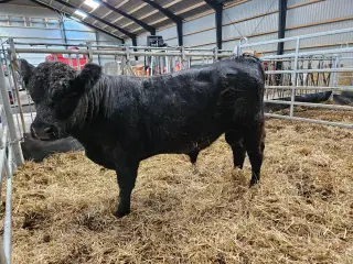 Galloway tyr sælges 