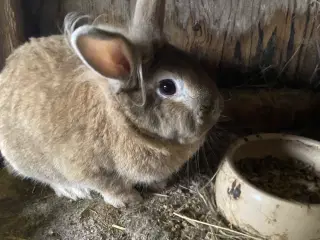 To hånd tamme løvehoveder