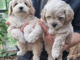 Boomer/Puddel hvalpe