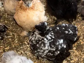 3 silker og 4 top blandings høne kyllinger