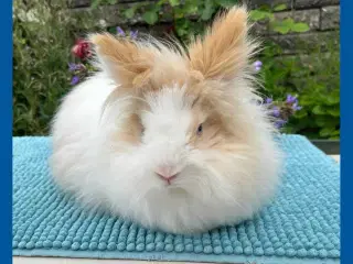 Kastreret Teddy dreng (dværg angora han kanin)