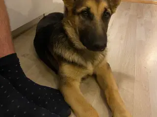 Lækker dejlig schæferhund hvalp søger nyt hjem 