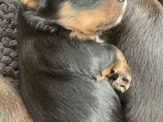 Yorkshir terrier hvalpe 