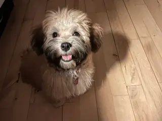 Smukke Bichon Havanais