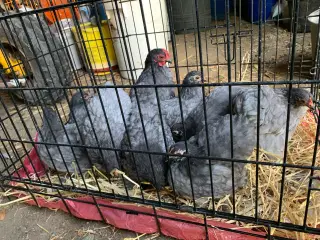 Dværg Kochin høner