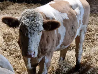 Simmentaler kælvekvie.