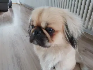 Pekingeser hund