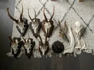 Udstoppet dyr gevir dyrhoved