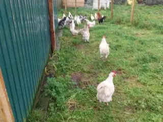 Morgenmadsæg dagligt fra egen have ud af 6818