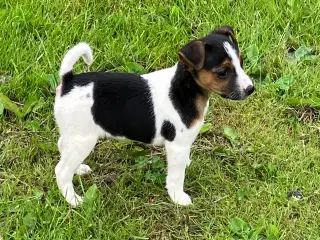Dansk Svensk Gårdhund