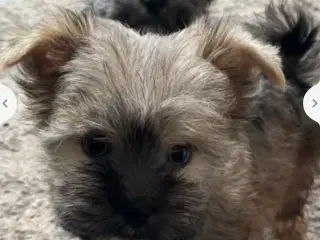 SALGSKLAR Mini/micro Yorkshire terrier/malteser