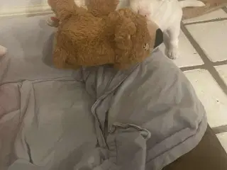 Jack Russel hvalpe .