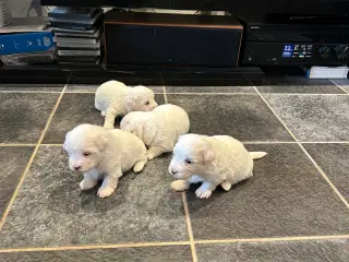 Bomuldshund- Coton de Tulear