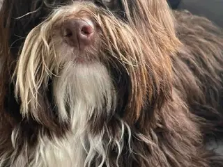 Verdens sødeste hygge bamse 